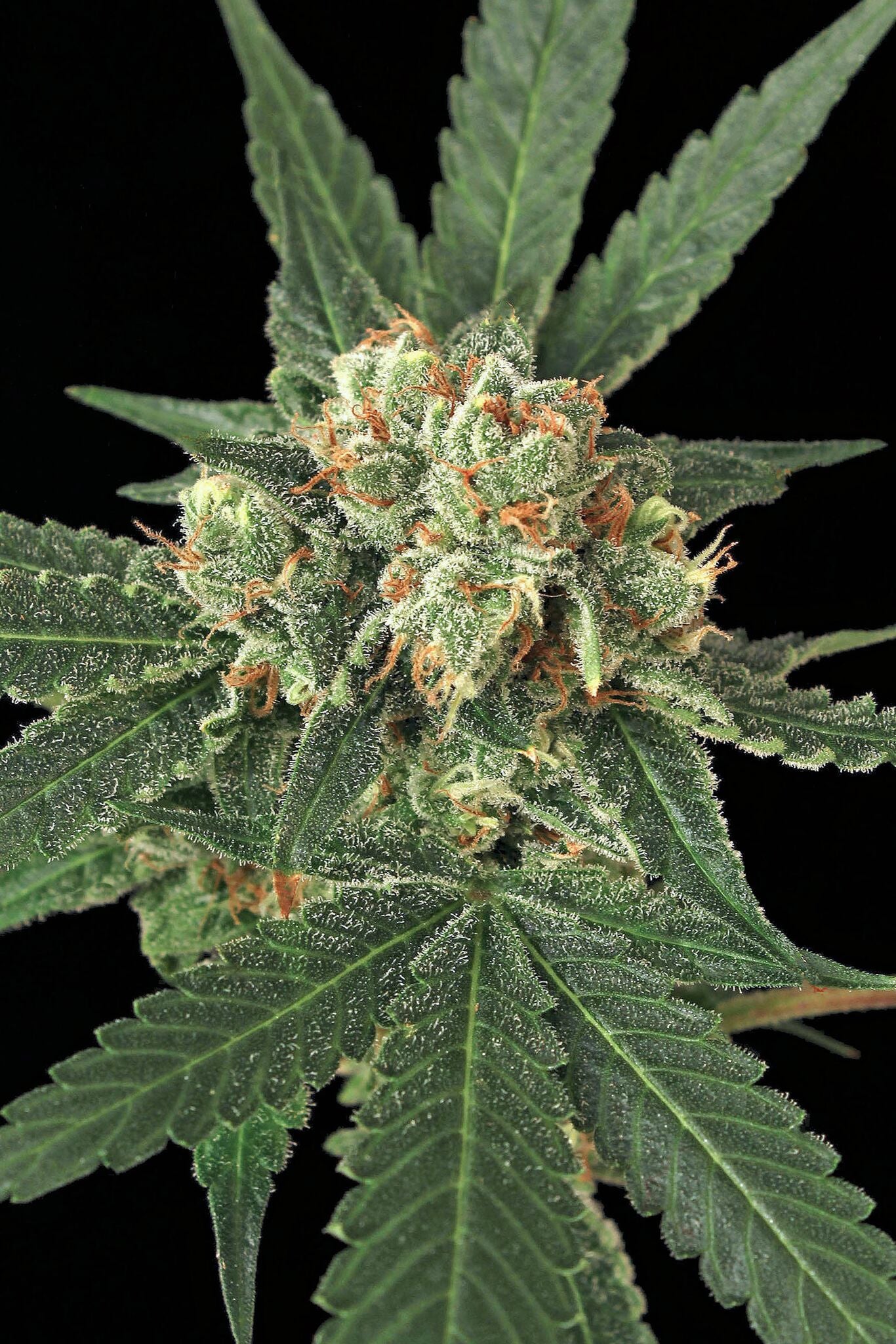 Semillas feminizadas de Blue Monkey