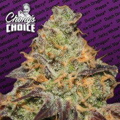 Semillas feminizadas de Blue Kush Berry