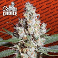 L.A. Amnesia Feminised Seeds