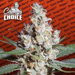 L.A. Amnesia Feminised Seeds