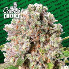 Mendocino Skunk Feminised Seeds
