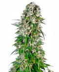 Semillas feminizadas Big Bud Auto