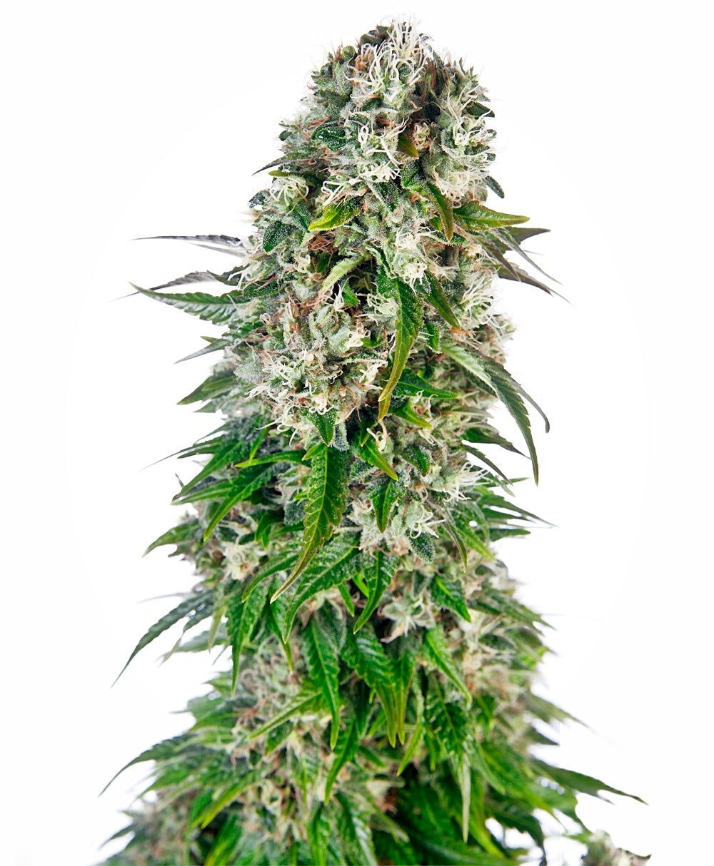 Semillas feminizadas Big Bud Auto