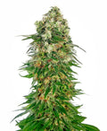 Shiva Skunk Auto Feminised Seeds
