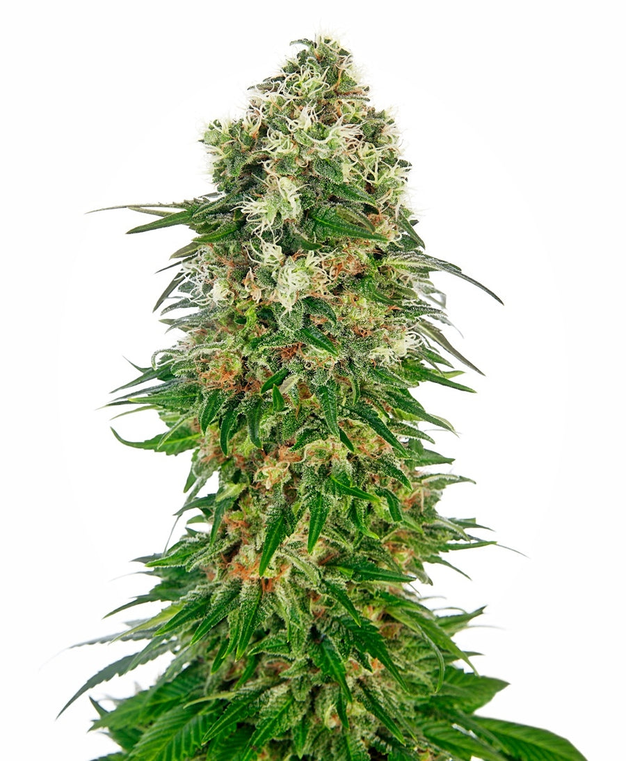 Shiva Skunk Auto Feminisierte Samen