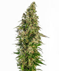 Afghani #1 Auto Feminisierte Samen