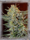 Semillas feminizadas de Amnesia Lemon Kush