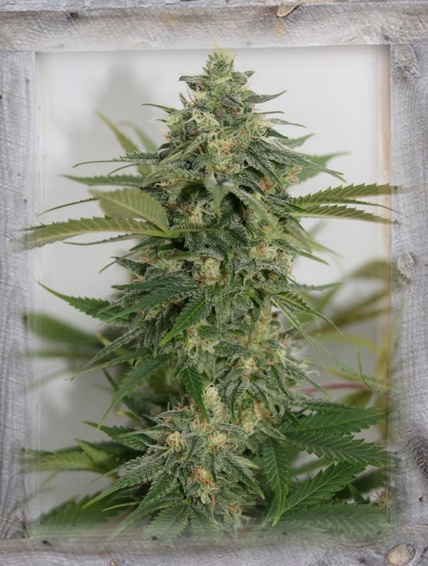 Semillas feminizadas de Amnesia Lemon Pie