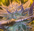 Semillas feminizadas de Girl Scout Cookies Auto