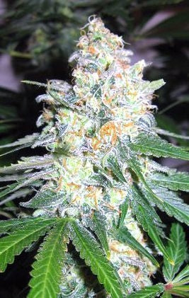 Diesel Berry Cough Feminised Seeds