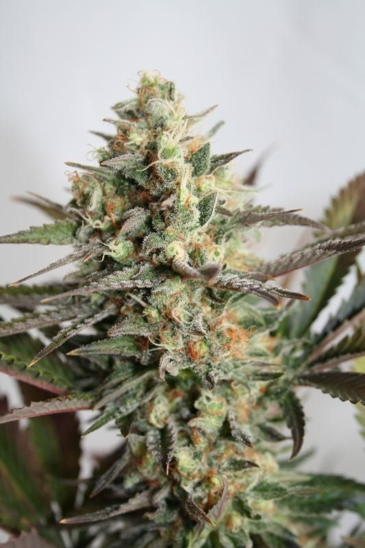 Dresden Green Diamond Feminised Seeds