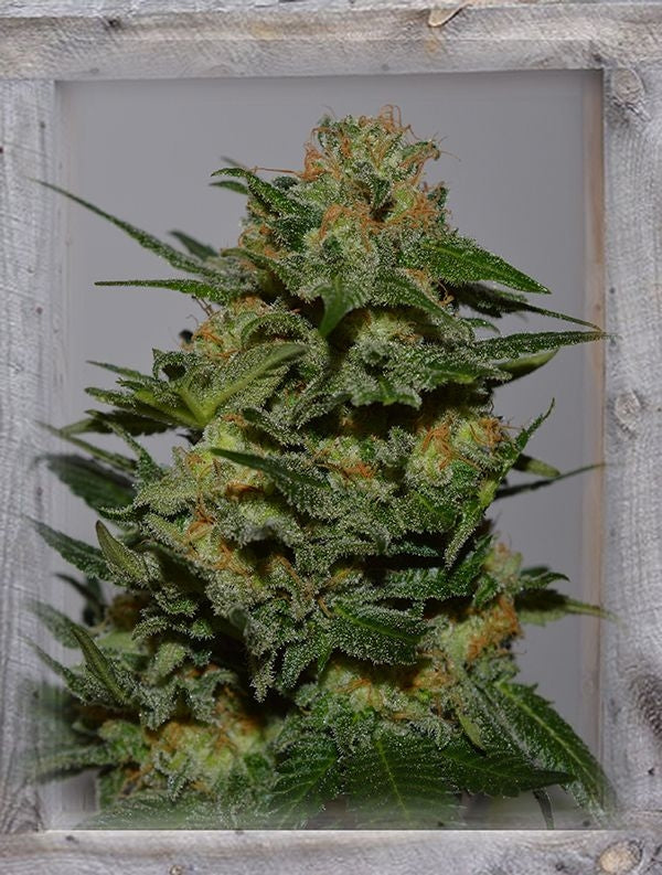 Green Crack Feminised Seeds