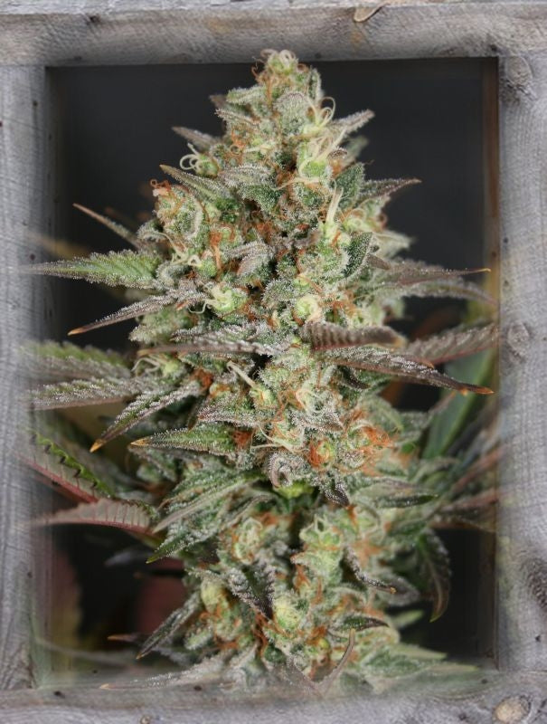 Semillas feminizadas de Kush Mass