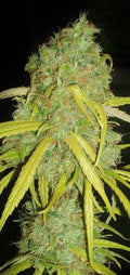 Pineapple Amnesia Feminised Seeds
