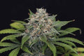 Semillas feminizadas de Super Pineapple Haze