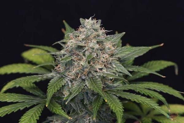 Semillas feminizadas de Super Pineapple Haze