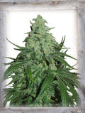 Semillas feminizadas de Super Skunk Auto