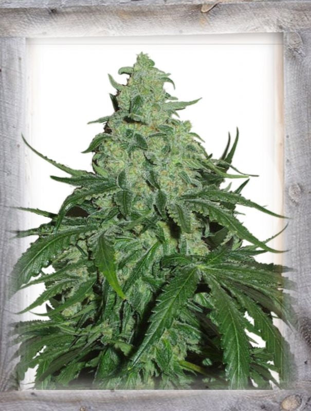 Semillas feminizadas de Super Skunk Auto