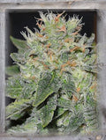 Semillas feminizadas de Super Skunk Kush