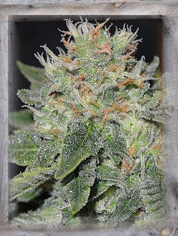 Super Skunk Kush Feminised Seeds