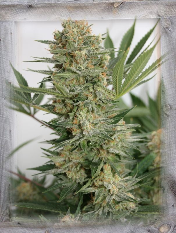 Semillas feminizadas de Sweet Russian