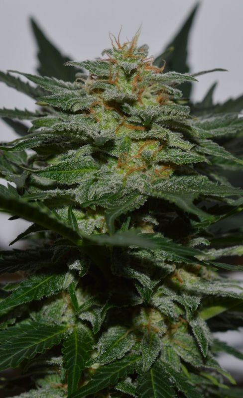 Semillas feminizadas de SweetBerry Cough Auto