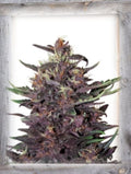 Semillas feminizadas de Violet Kush Auto