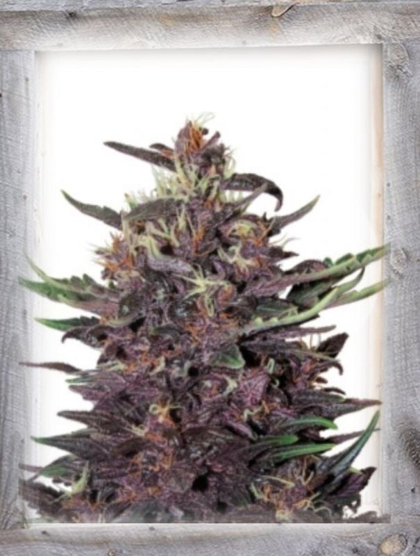 Semillas feminizadas de Violet Kush Auto