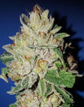 Semillas feminizadas de Violet Kush