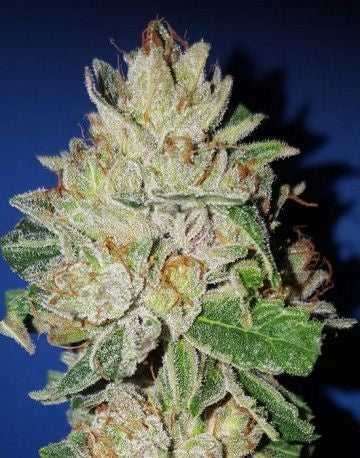Semillas feminizadas de Violet Kush