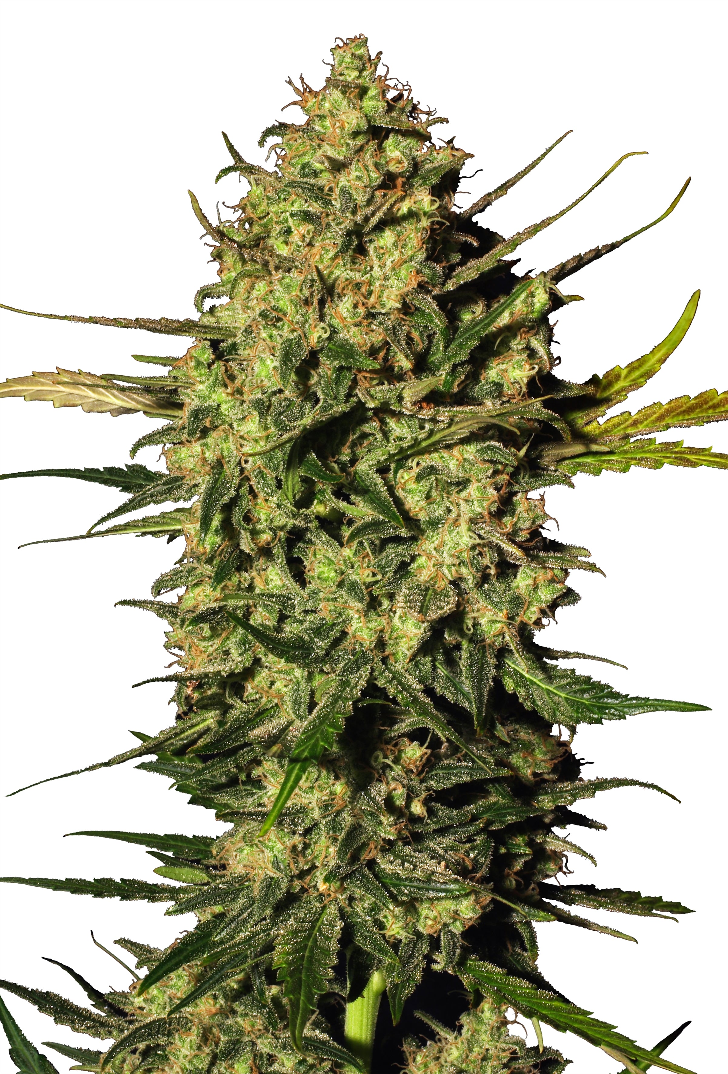 Semillas feminizadas Master Kush Auto