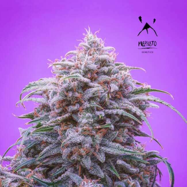 Semillas feminizadas de Double Grape Auto