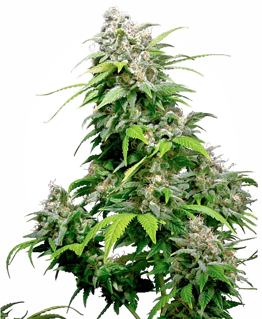 California Indica Feminised Seeds
