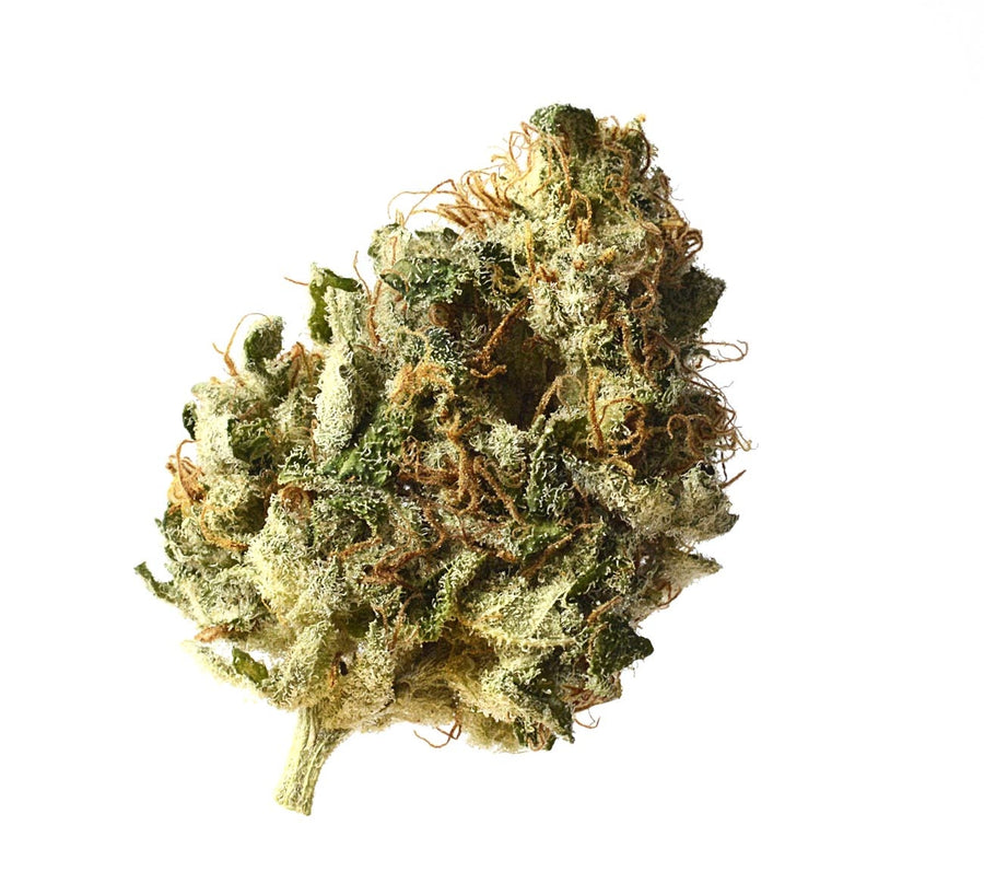 Koschere Choco Kush feminisierte Samen