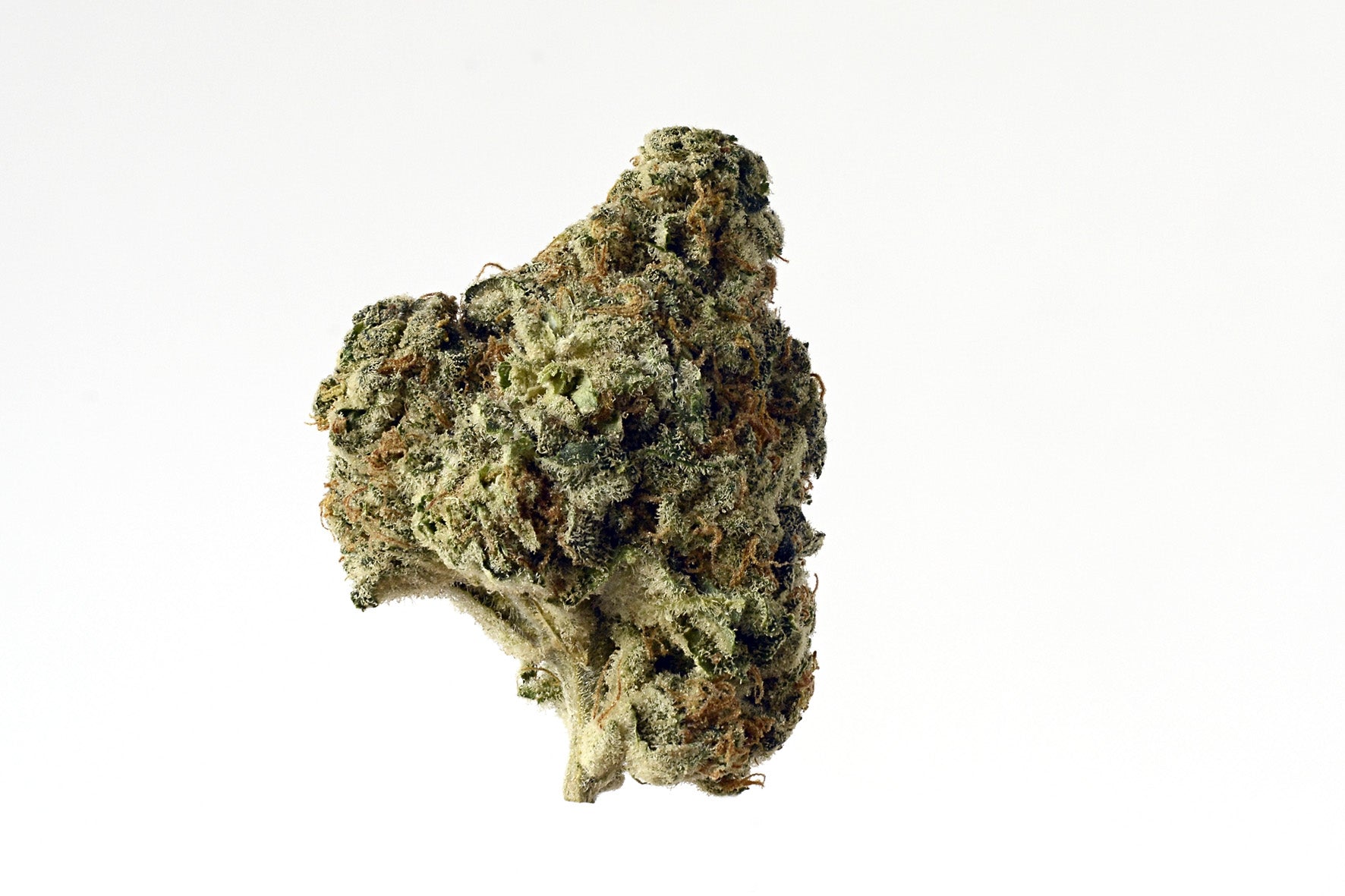 Semillas feminizadas de AK Choco Kush
