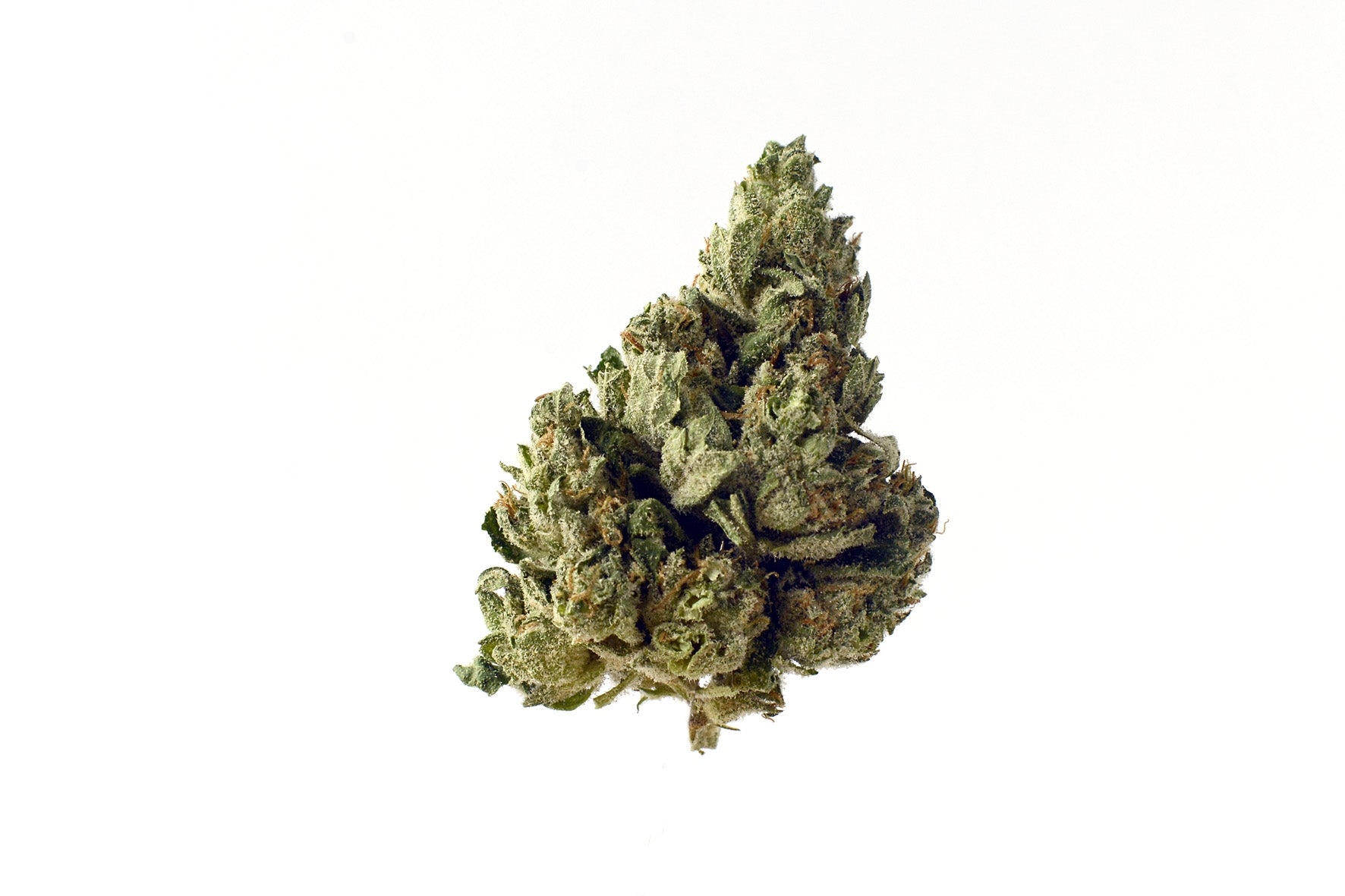 Semillas feminizadas de Choco Kush Auto
