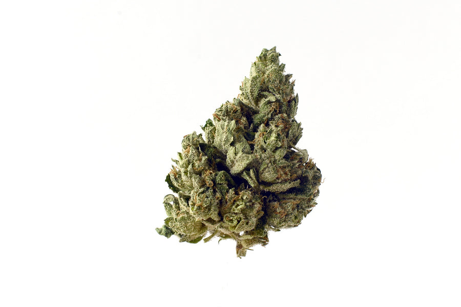 Choco Kush Auto Feminised Seeds
