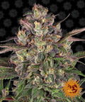 Peyote Critical Feminised Seeds