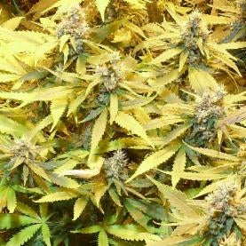 Gelato Cookie D'oh-Ope - Semillas feminizadas Hope Auto