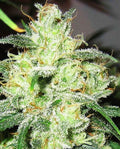 Semillas feminizadas de Gorilla Cheese
