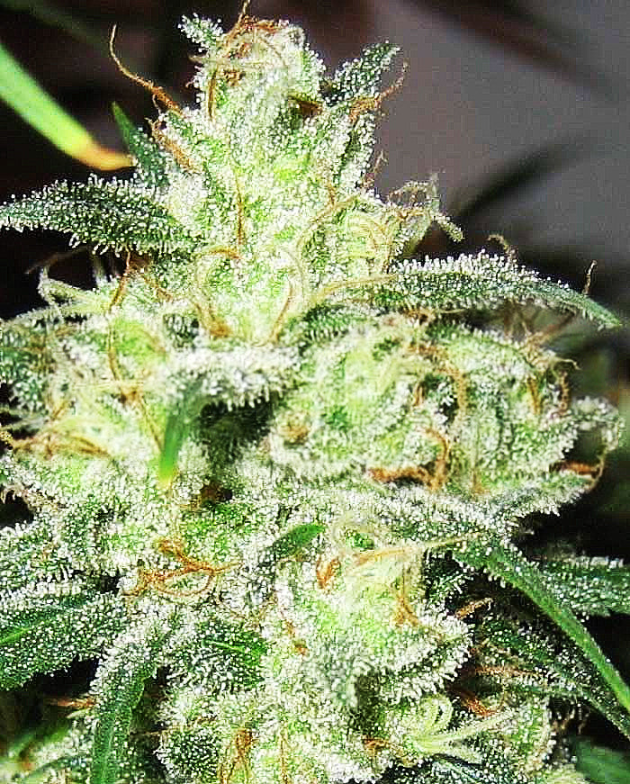 Semillas feminizadas de Gorilla Cheese