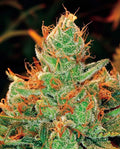 Gorilla Lilly feminisierte Samen