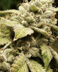 Semillas feminizadas de Gorilla White Widow