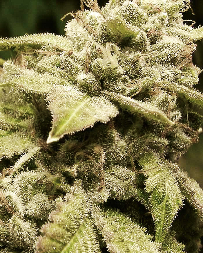 Semillas feminizadas de Gorilla White Widow