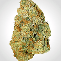Semillas feminizadas Expert Gorilla Auto