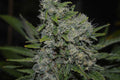 Semillas feminizadas de Black Zombie