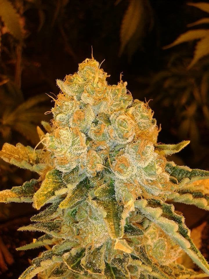 White Widow Feminised Seeds
