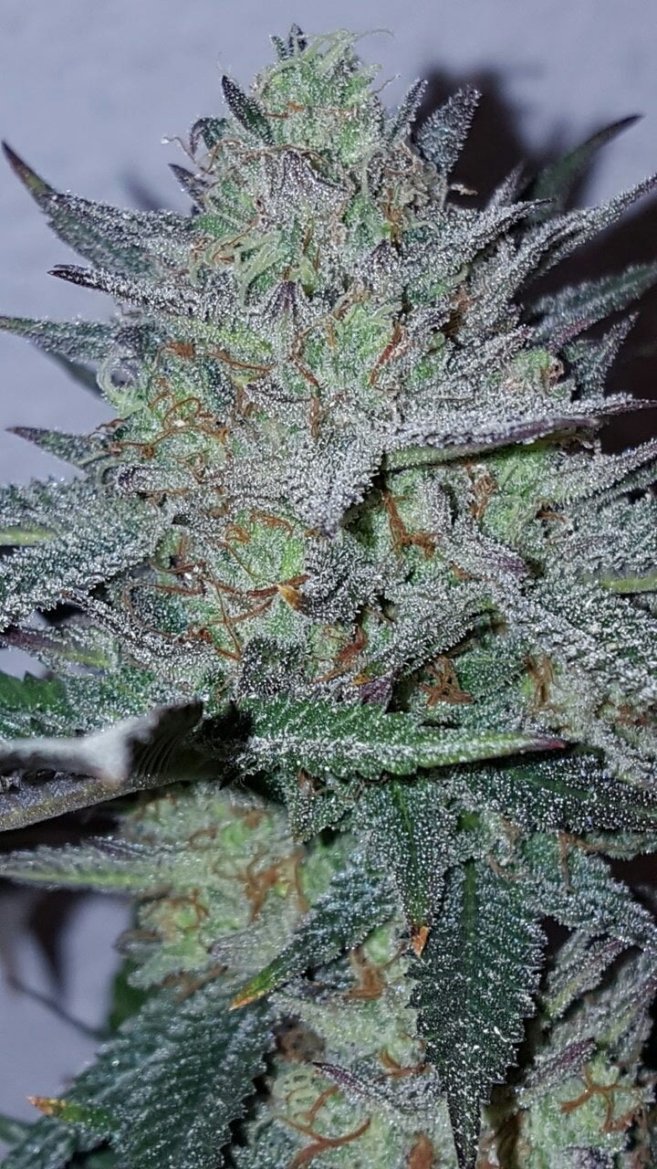 Semillas feminizadas Blue Fire