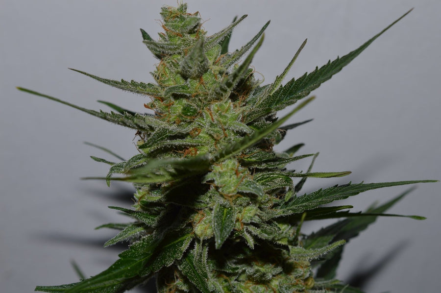 UK Blues Feminised Seeds