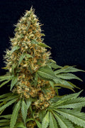 Semillas feminizadas Dreamy Widow
